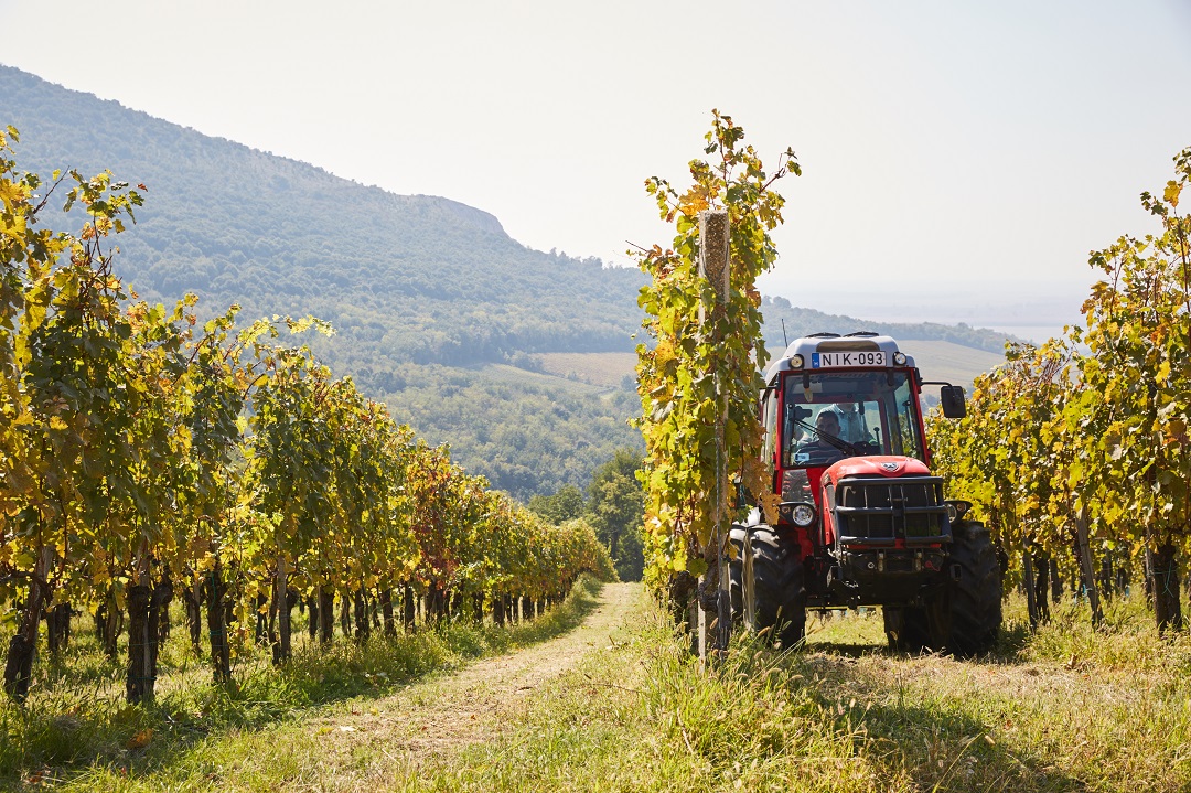 181001 Furmint Photo Gere 176